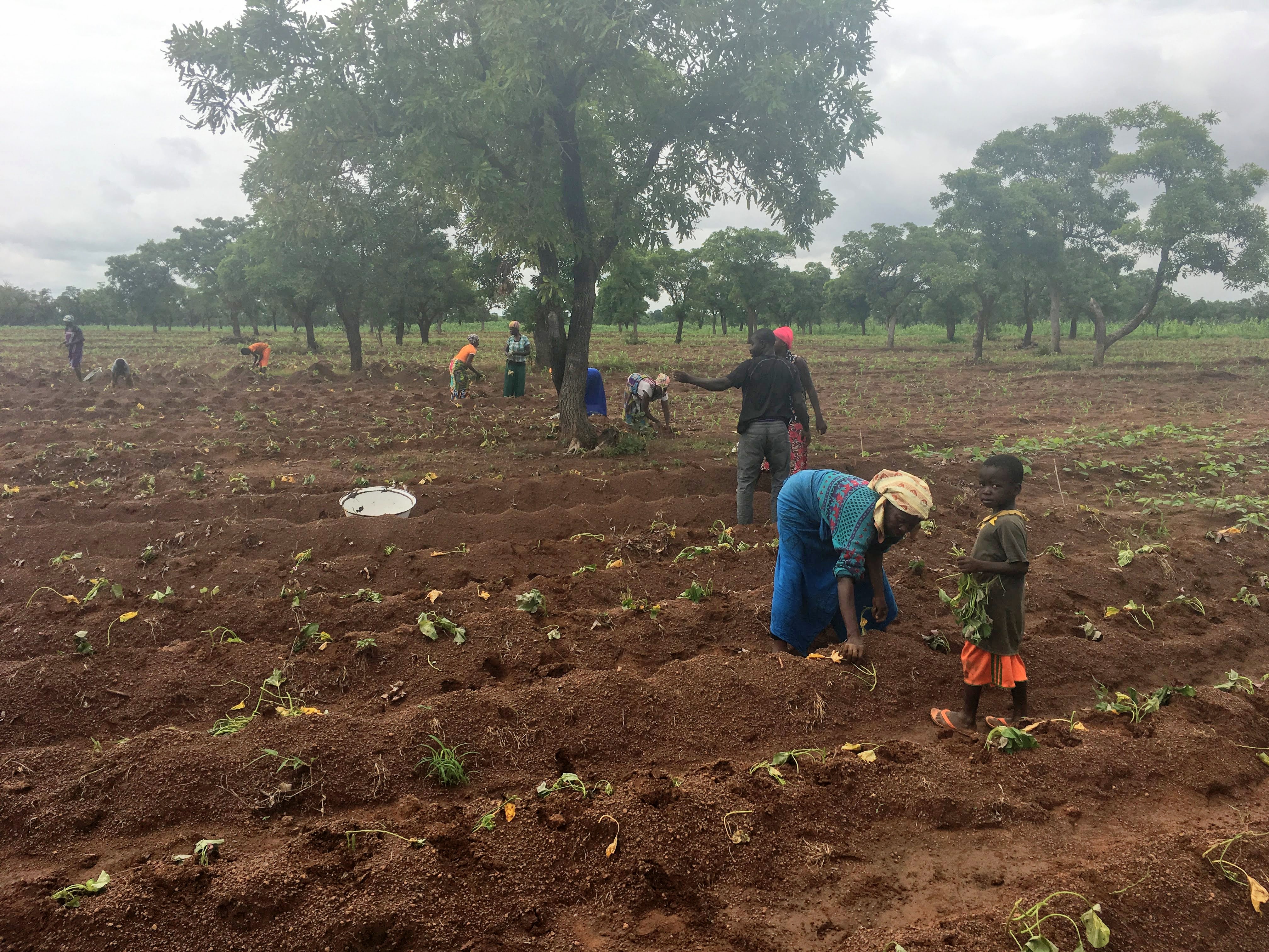 Several adults and children work in a field planting and harvesting vegetables.